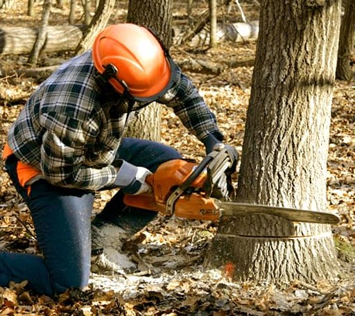 Tree Removal in Center City, MN